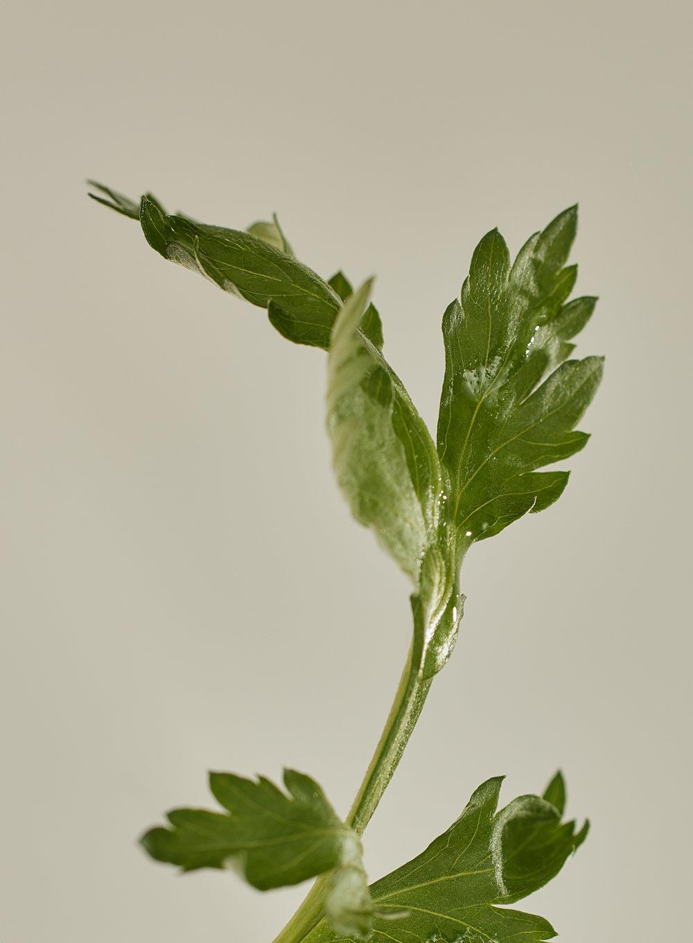 [BeautyOfJoseon] Calming Serum : Green tea + Panthenol 30ml